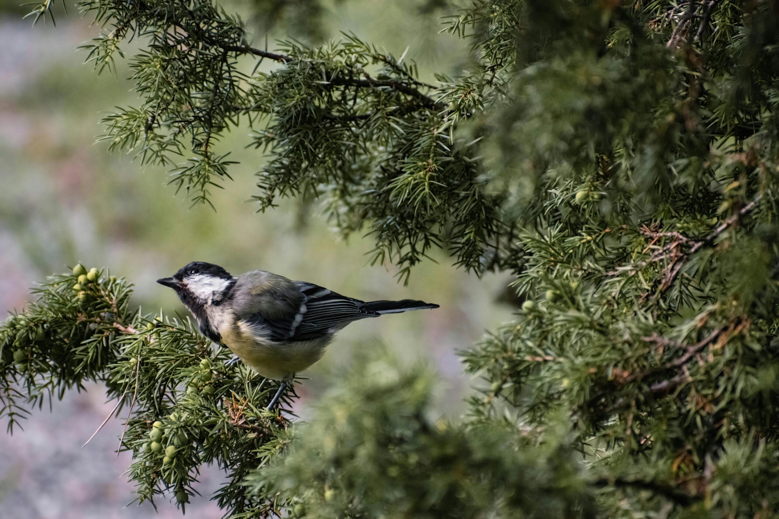 pexels-karolina-2031292-33507013